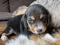 Champ, a male Beagle for sale in Fordland, MO – 2 of 10