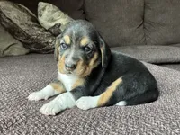 Olivia, a female Beagle for sale in Fordland, MO – 8 of 10