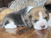 Scout, a male Beagle for sale in Fordland, MO – 8 of 10