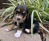 Champ, a male Beagle for sale in Fordland, MO – 9 of 10