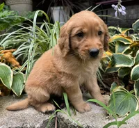 Bear-red, a male Golden Retriever for sale in Fordland, MO – 9 of 10