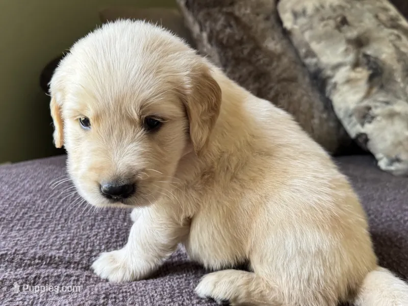 Rocky-red – Golden Retriever puppy for sale in Fordland, MO