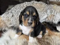 Olivia, a female Beagle for sale in Fordland, MO – 4 of 10