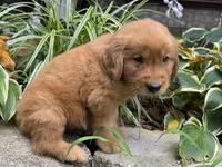 Max-gray, a male Golden Retriever for sale in Fordland, MO – 7 of 10