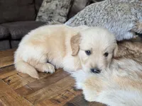 Beau-blue , a male Golden Retriever for sale in Fordland, MO – 4 of 9