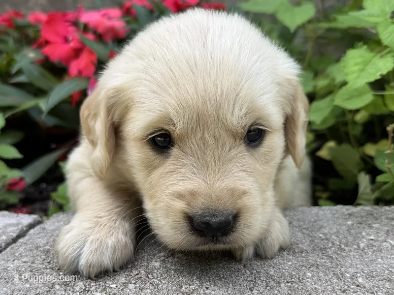 Paisley-pink – Golden Retriever puppy for sale in Fordland, MO