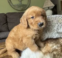 Max-gray, a male Golden Retriever for sale in Fordland, MO – 4 of 10