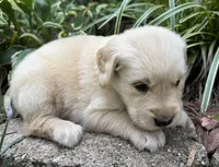 Paisley-pink, a female Golden Retriever for sale in Fordland, MO – 9 of 10
