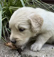 Cody-lt green, a male Golden Retriever for sale in Fordland, MO – 5 of 10