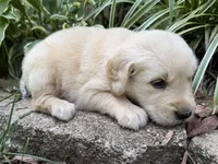 Paisley-pink, a female Golden Retriever for sale in Fordland, MO – 6 of 10
