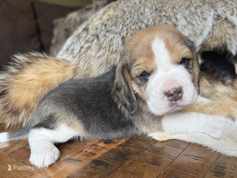 Scout – Beagle puppy for sale in Fordland, MO