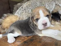 Scout, a male Beagle for sale in Fordland, MO – 2 of 10