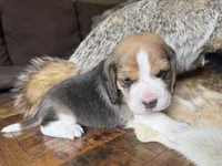 Scout, a male Beagle for sale in Fordland, MO – 4 of 10