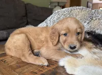 Copper-orange , a male Golden Retriever for sale in Fordland, MO – 6 of 10