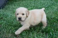 Duke, a male Golden Retriever for sale in Fordland, MO – 4 of 7