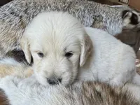 Koda-dk green , a male Golden Retriever for sale in Fordland, MO – 5 of 10