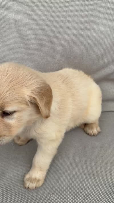 Molly-green, a female Golden Retriever for sale in Fordland, MO – 6 of 6