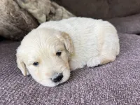 Cody-lt green, a male Golden Retriever for sale in Fordland, MO – 7 of 10