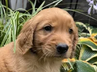 Bear-red, a male Golden Retriever for sale in Fordland, MO – 2 of 10