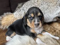 Olivia, a female Beagle for sale in Fordland, MO – 2 of 10