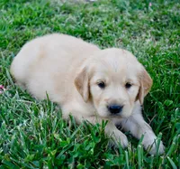 Tilly, a female Golden Retriever for sale in Fordland, MO – 2 of 8