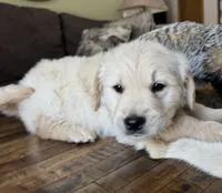 processed/2a469126-b986-40ff-9e8c-153432561585/listing/4cdc2655-1231-4353-bb23-f8d6f4aecf92/3f309995-8460-42ba-bfb9-62f270b3f9b4