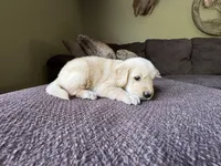 Paisley-pink, a female Golden Retriever for sale in Fordland, MO – 2 of 10