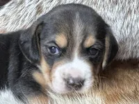 Jordy, a male Beagle for sale in Fordland, MO – 2 of 10
