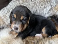 Champ, a male Beagle for sale in Fordland, MO – 7 of 10