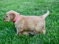 Molly, a female Golden Retriever for sale in Fordland, MO – 4 of 7