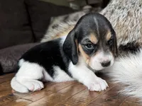 Paisley , a female Beagle for sale in Fordland, MO – 9 of 10