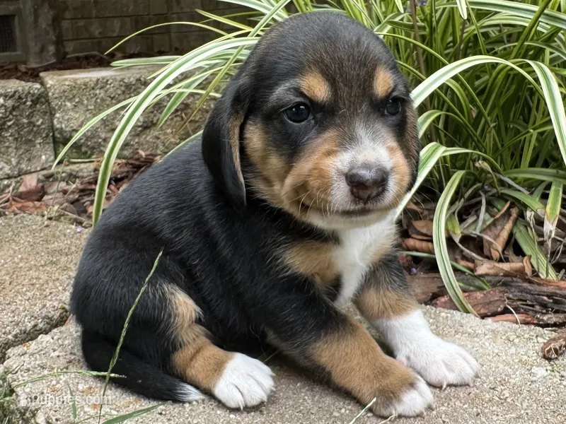 Champ – Beagle puppy for sale in Fordland, MO