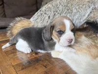 Paisley , a female Beagle for sale in Fordland, MO – 1 of 9