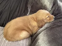 Copper-orange , a male Golden Retriever for sale in Fordland, MO – 8 of 10