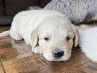 Cody-lt green, a male Golden Retriever for sale in Fordland, MO – 8 of 10