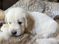 Koda-dk green , a male Golden Retriever for sale in Fordland, MO – 3 of 10