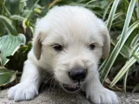 Koda-dk green , a male Golden Retriever for sale in Fordland, MO – 7 of 10