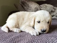 Paisley-pink, a female Golden Retriever for sale in Fordland, MO – 5 of 10