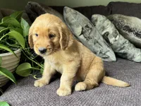 Bear-red, a male Golden Retriever for sale in Fordland, MO – 3 of 10