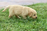 Honey-yellow, a female Golden Retriever for sale in Fordland, MO – 3 of 6