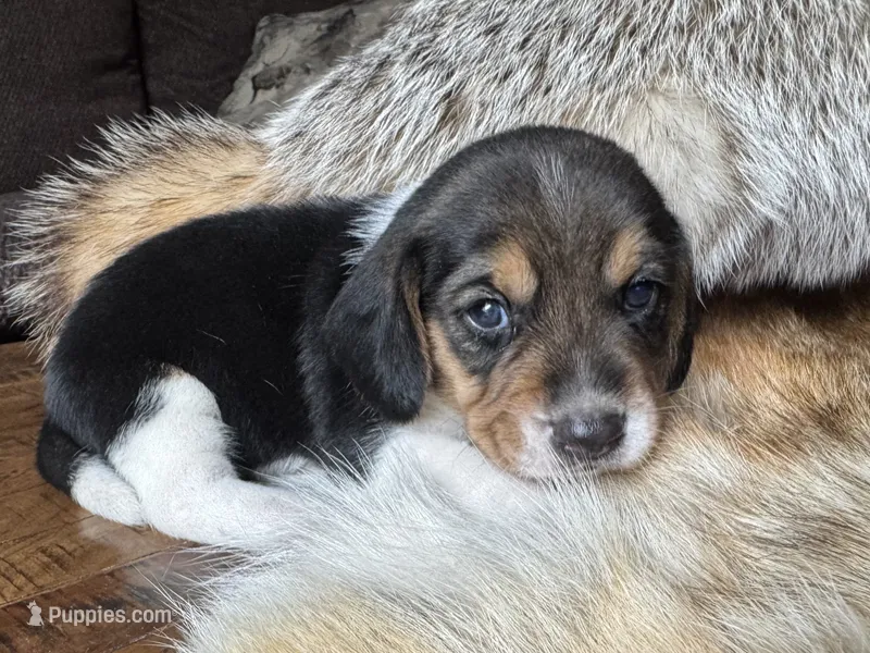 Tyler – Beagle puppy for sale in Fordland, MO