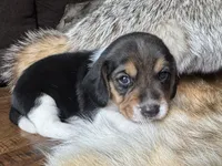 Tyler, a male Beagle for sale in Fordland, MO – 1 of 10
