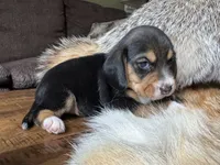 Champ, a male Beagle for sale in Fordland, MO – 3 of 10