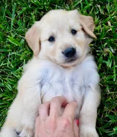 Honey, a female Golden Retriever for sale in Fordland, MO – 2 of 6