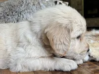 Rocky-red, a male Golden Retriever for sale in Fordland, MO – 3 of 10