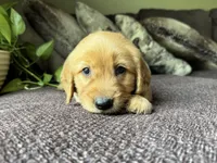Teddy-aqua, a male Golden Retriever for sale in Fordland, MO – 4 of 10