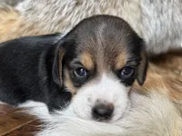 Scout, a male Beagle for sale in Fordland, MO – 3 of 10
