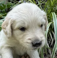 Cody-lt green, a male Golden Retriever for sale in Fordland, MO – 6 of 10