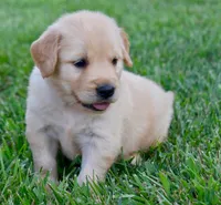 Rex, a male Golden Retriever for sale in Fordland, MO – 4 of 8
