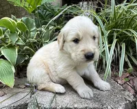 Pammy- purple , a female Golden Retriever for sale in Fordland, MO – 2 of 10
